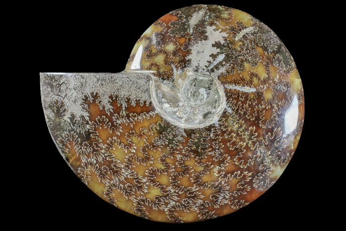 Polished Ammonite (Cleoniceras) Fossil - Madagascar #166395